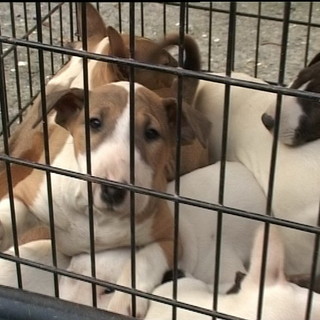Imperia: conferma dell&amp;#039;Asl, trasporto dei cani era rego