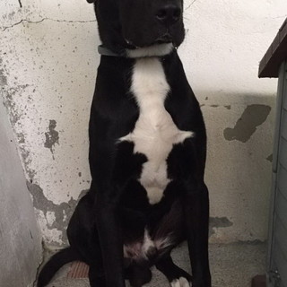 Enpa di Sanremo: il cucciolone Indio Vi aspetta per venire a casa con voi