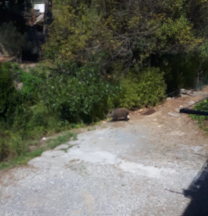 Allarme cinghiali a Imperia, una famiglia: "È domenica e non possiamo uscire di casa"