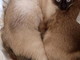 Sanremo: smarrita la gattina Isotta, l'appello dei proprietari Sanremo: smarrita la gattina Isotta, l'appello dei proprietari