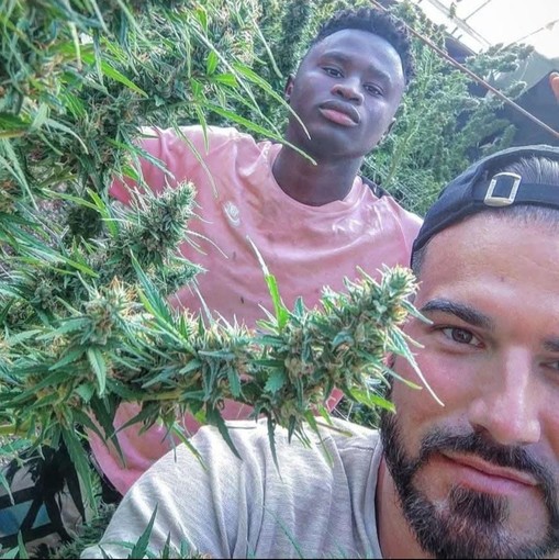 Sospeso il processo su tre tonnellate di canapa sequestrate, l'imprenditore di Dolceacqua: "Non siamo criminali ma operatori agricoli"