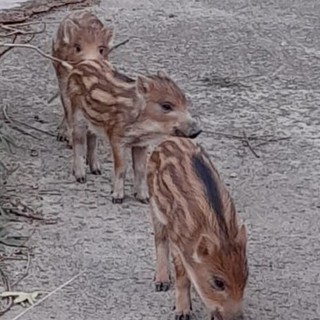 Imperia, la denuncia di Accademia Kronos: "Alle Ferriere fatto sparire l'ultimo dei cuccioli di cinghiale" Imperia, la denuncia di Accademia Kronos: "Alle Ferriere fatto sparire l'ultimo dei cuccioli di cinghiale"