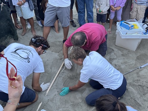 Caretta caretta: chiusi i nidi di Riva Ligure e Sarzana, a Imperia trovato un uovo ancora vitale Caretta caretta: chiusi i nidi di Riva Ligure e Sarzana, a Imperia trovato un uovo ancora vitale