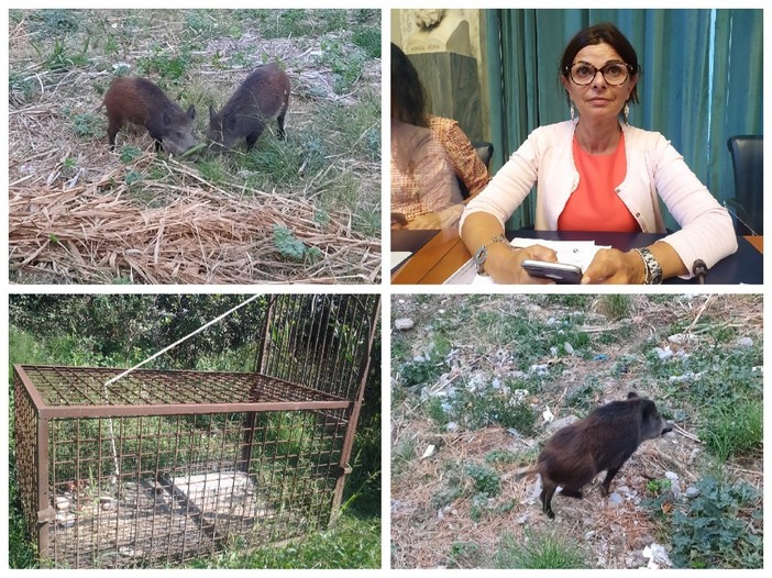 Cinghiali a spasso per Imperia, l’assessore Gandolfo: “Dubbi sulla proposta della Regione di catturarli con gabbie trappola” Cinghiali a spasso per Imperia, l’assessore Gandolfo: “Dubbi sulla proposta della Regione di catturarli con gabbie trappola”
