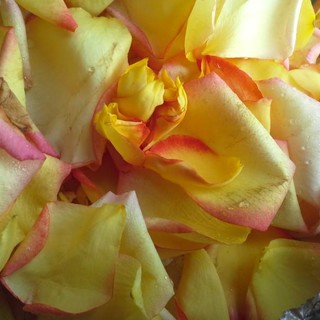 Diano Castello: tutto pronto per l'infiorata domani alle 15.30 Diano Castello: tutto pronto per l'infiorata domani alle 15.30