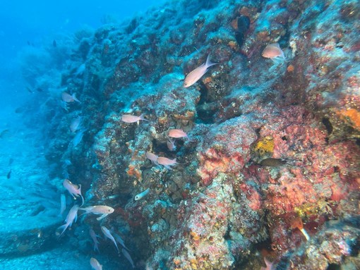 Giornata mondiale degli oceani, nuova immersione ai 'Tuvi' del Bordighera Blu Park Giornata mondiale degli oceani, nuova immersione ai 'Tuvi' del Bordighera Blu Park
