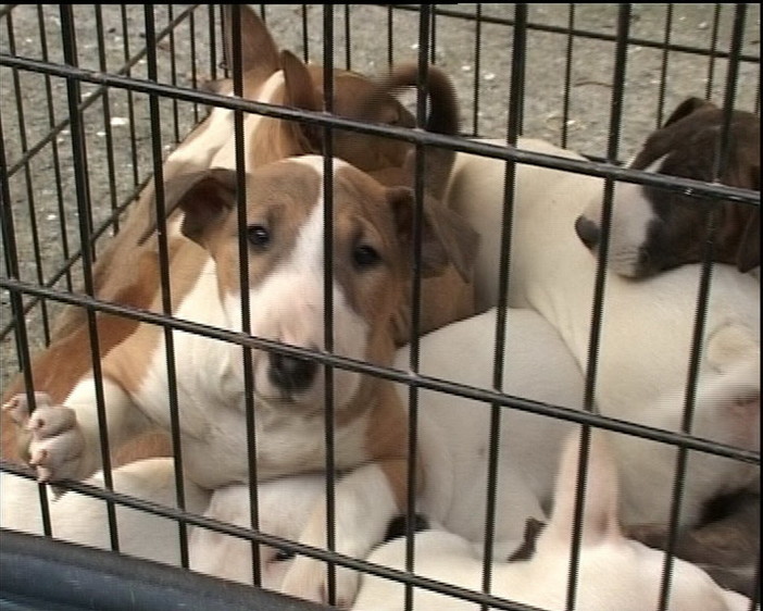 Imperia: conferma dell&amp;#039;Asl, trasporto dei cani era rego