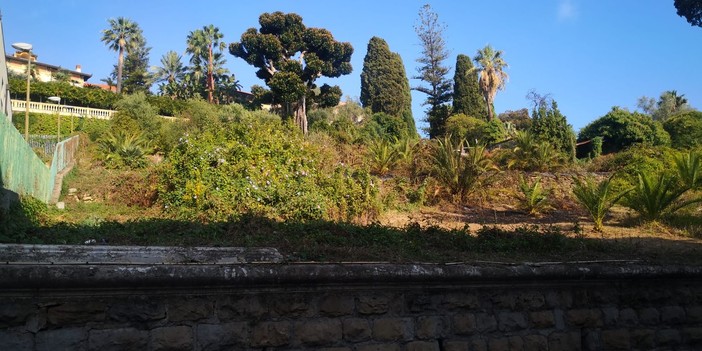 Sanremo: incendio ad un palmeto di corso Inglesi poco sopra la caserma dei Carabinieri, intervento dei Vvf