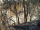 Sanremo, spenti i due incendi sulla strada per San Romolo: conclusa anche la bonifica ad Osaggio Sanremo, spenti i due incendi sulla strada per San Romolo: conclusa anche la bonifica ad Osaggio