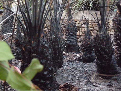 Sanremo: piccolo incendio ad un palmeto in frazione Poggio, intervento dei Vigili del Fuoco, pochi danni Sanremo: piccolo incendio ad un palmeto in frazione Poggio, intervento dei Vigili del Fuoco, pochi danni
