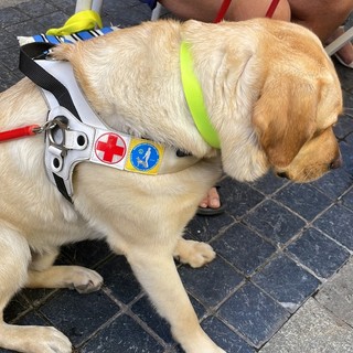 Arma di Taggia: con il Lions locale domenica una serata per i cani guida della scuola di Limbiate