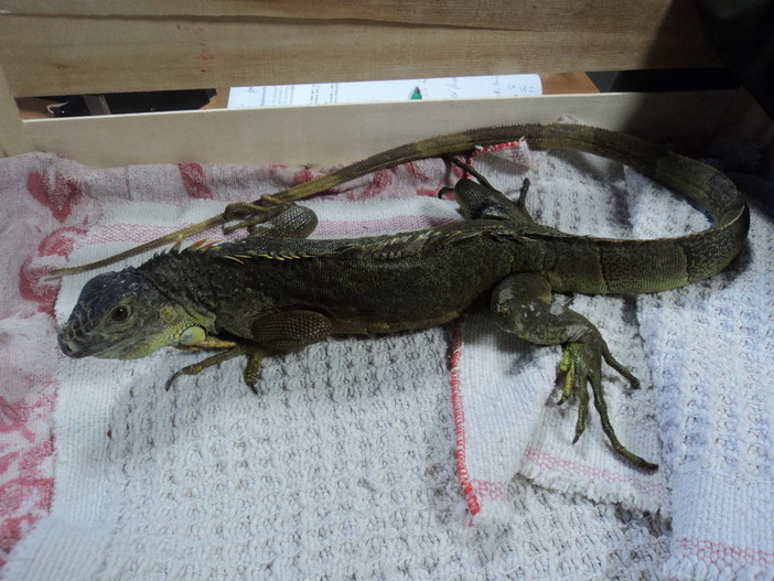 Diano Arentino: ritrovato un esemplare di iguana da una pattuglia del Comando Provinciale del Corpo Forestale dello Stato Diano Arentino: ritrovato un esemplare di iguana da una pattuglia del Comando Provinciale del Corpo Forestale dello Stato