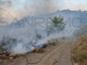 Grave pericolosità per gli incendi boschivi: sul sito del Comune il manifesto con le informazioni
