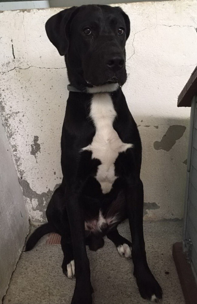 Enpa di Sanremo: il cucciolone Indio Vi aspetta per venire a casa con voi