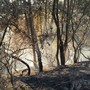 Sanremo, spenti i due incendi sulla strada per San Romolo: conclusa anche la bonifica ad Osaggio Sanremo, spenti i due incendi sulla strada per San Romolo: conclusa anche la bonifica ad Osaggio