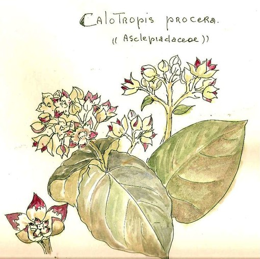 Che pianta è? Una Calotropis procera Che pianta è? Una Calotropis procera