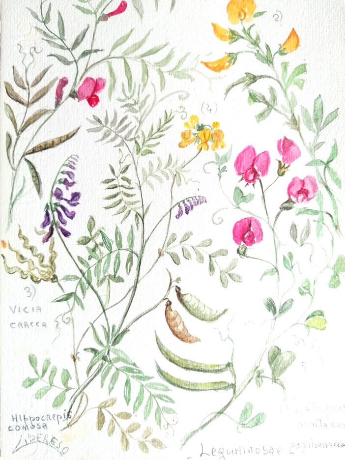 Carpasio oggi alle ore 18.00 l'inaugurazione della mostra "La magia delle piccole cose" di Libereso Guglielmi al Museo della lavanda di Carpasio