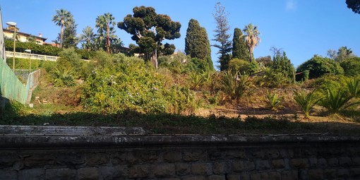 Sanremo: incendio ad un palmeto di corso Inglesi poco sopra la caserma dei Carabinieri, intervento dei Vvf