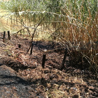 Sanremo: spento in breve tempo incendio di sterpaglie divampato vicino al campo ippico del Solaro