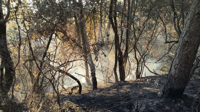 Sanremo, spenti i due incendi sulla strada per San Romolo: conclusa anche la bonifica ad Osaggio Sanremo, spenti i due incendi sulla strada per San Romolo: conclusa anche la bonifica ad Osaggio