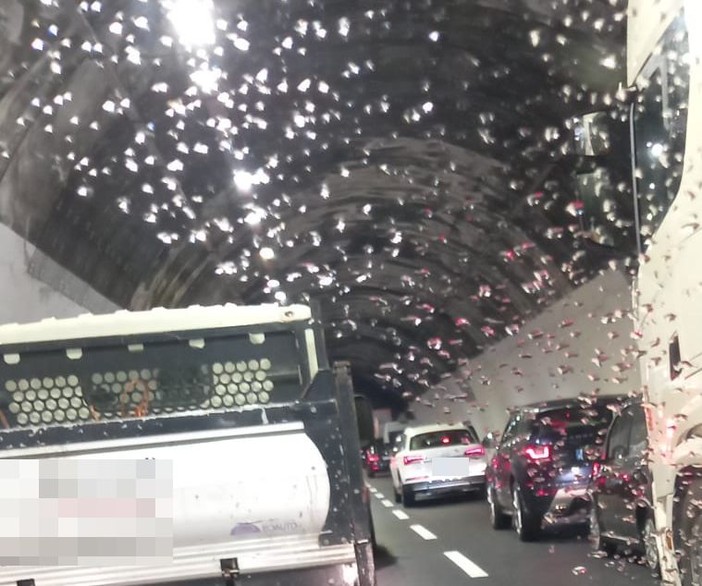Ventimiglia, incidente in autostrada: traffico in tilt Ventimiglia, incidente in autostrada: traffico in tilt