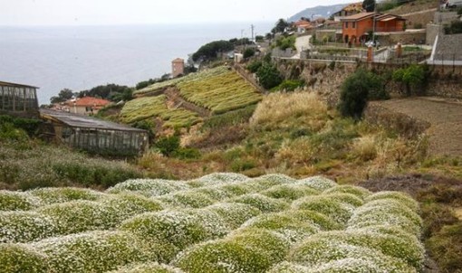 Sanremo: ordinanza del Sindaco di Sanremo contro l'utilizzo di prodotti fitosanitari con 'glifosate'