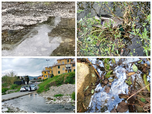 Diano Marina, chiazze bianche oleose alla foce del torrente Evigno: scattano le indagini di Arpal Diano Marina, chiazze bianche oleose alla foce del torrente Evigno: scattano le indagini di Arpal