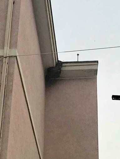 Intervento dei Rangers d’Italia e Protezione Civile di Ospedaletti su un nido di vespa velutina
