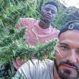 Sospeso il processo su tre tonnellate di canapa sequestrate, l'imprenditore di Dolceacqua: &quot;Non siamo criminali ma operatori agricoli&quot;