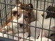 Imperia: conferma dell'Asl, trasporto dei cani era rego Imperia: conferma dell'Asl, trasporto dei cani era rego