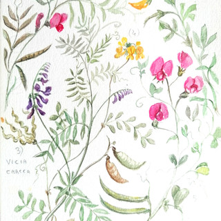 Carpasio oggi alle ore 18.00 l'inaugurazione della mostra "La magia delle piccole cose" di Libereso Guglielmi al Museo della lavanda di Carpasio