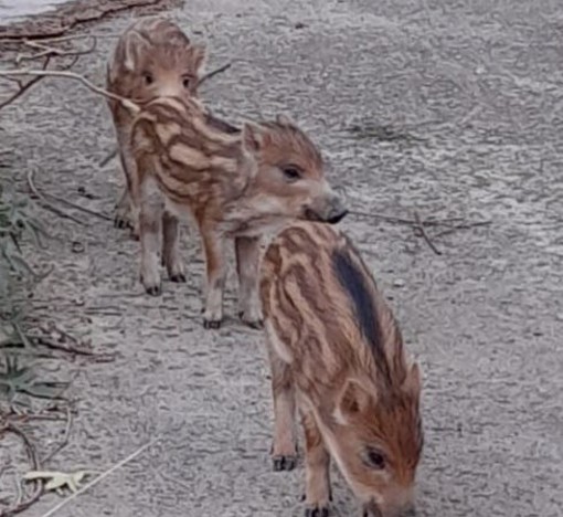 Imperia, la denuncia di Accademia Kronos: "Alle Ferriere fatto sparire l'ultimo dei cuccioli di cinghiale" Imperia, la denuncia di Accademia Kronos: "Alle Ferriere fatto sparire l'ultimo dei cuccioli di cinghiale"