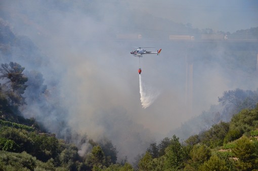 Terzorio: incendio in località Abaia, distrutti 6 ettari di terreno tra due costoni con uliveti, campagne e serre Terzorio: incendio in località Abaia, distrutti 6 ettari di terreno tra due costoni con uliveti, campagne e serre