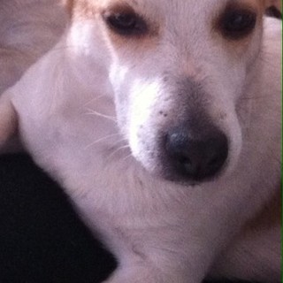 Ventimiglia: ritrovata la cagnolina Jack Russell, smarrita negli scorsi giorni