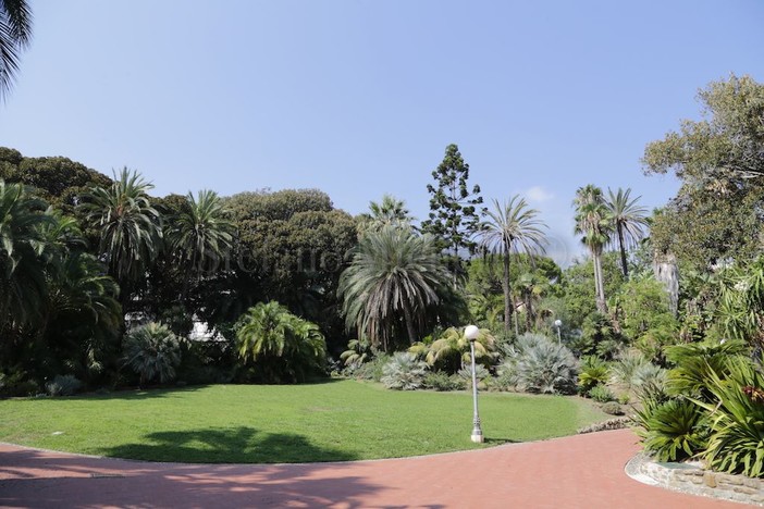 Alla scoperta delle fioriture e degli alberi monumentali nei parchi di di Sanremo: domani itinerario tra ficus, palme, araucarie ed altre specie esotiche