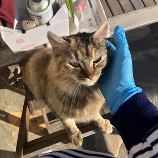 Sanremo: in zona San Giacomo è stata smarrita Jenny, l'appello della sua proprietaria