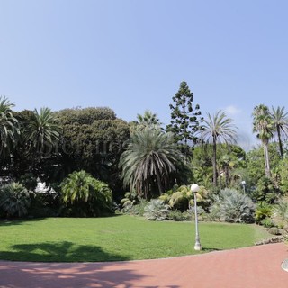 Alla scoperta delle fioriture e degli alberi monumentali nei parchi di di Sanremo: domani itinerario tra ficus, palme, araucarie ed altre specie esotiche