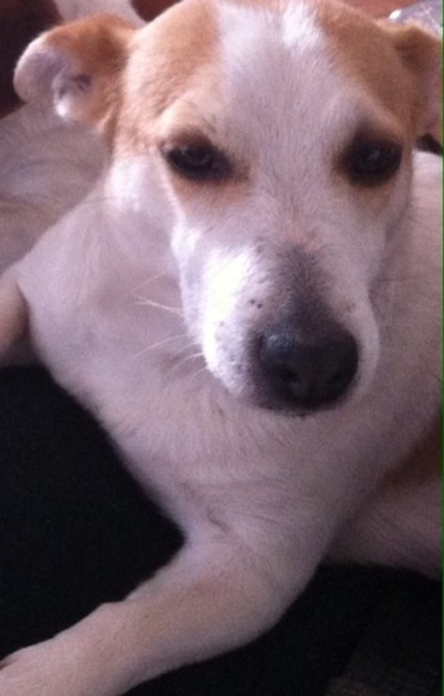 Ventimiglia: ritrovata la cagnolina Jack Russell, smarrita negli scorsi giorni