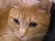 Sanremo: il gatto Jolly ha trovato una nuova famiglia Sanremo: il gatto Jolly ha trovato una nuova famiglia