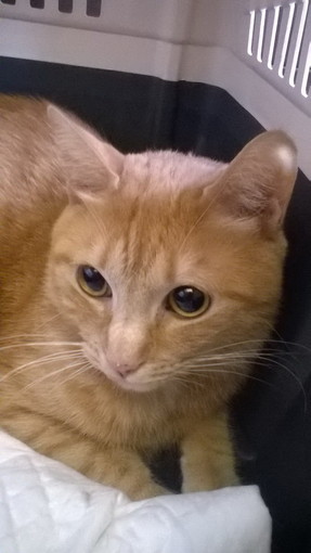 Sanremo: il gatto Jolly ha trovato una nuova famiglia Sanremo: il gatto Jolly ha trovato una nuova famiglia