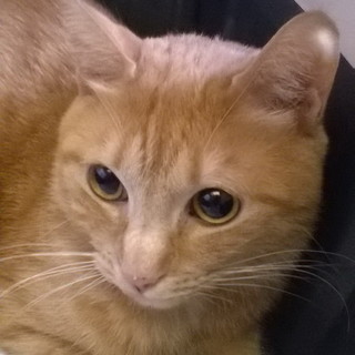 Sanremo: il gatto Jolly ha trovato una nuova famiglia Sanremo: il gatto Jolly ha trovato una nuova famiglia