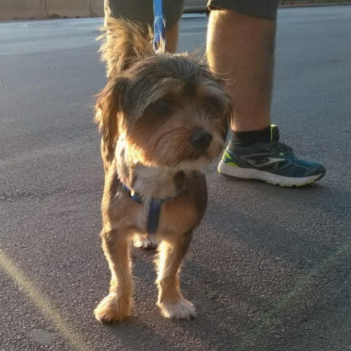 Vallecrosia: Kiko un cagnolino di due anni cerca una nuova famigla