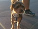Vallecrosia: Kiko un cagnolino di due anni cerca una nuova famigla
