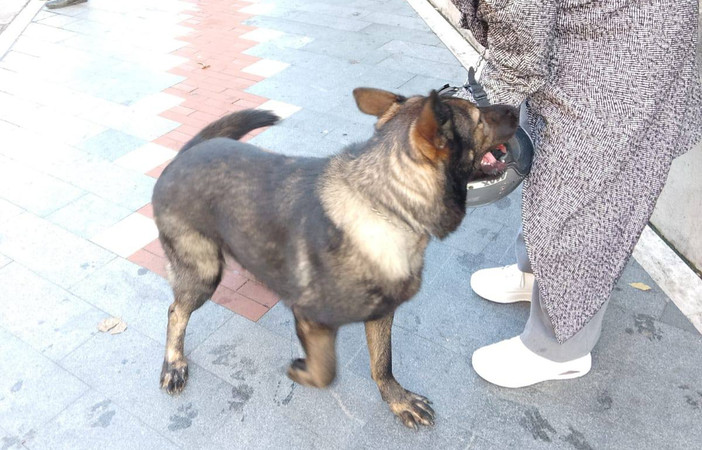 Sanremo, il cane del clochard tolto in via cautelare: ora è in custodia all’Enpa Sanremo, il cane del clochard tolto in via cautelare: ora è in custodia all’Enpa