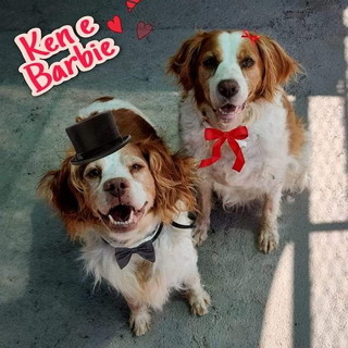 Enpa di Sanremo: i cagnolini Ken e Barbie aspettano una nuova famiglia