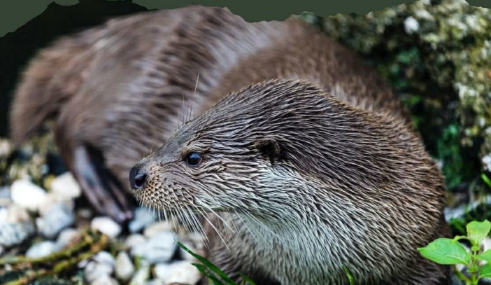 La lontra eurasiatica in provincia di Imperia, incontro al Cai Bordighera (Foto) La lontra eurasiatica in provincia di Imperia, incontro al Cai Bordighera (Foto)