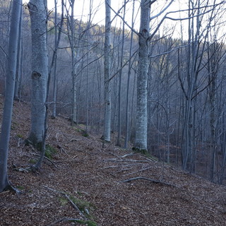 Mendatica: Asta Pubblica, il Consorzio Forestale Alpi Liguri mette in vendita numeroso legname