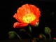 A 'La Forza della Natura' prosegue con successo l'esposizione floricola di Marco Damele A 'La Forza della Natura' prosegue con successo l'esposizione floricola di Marco Damele