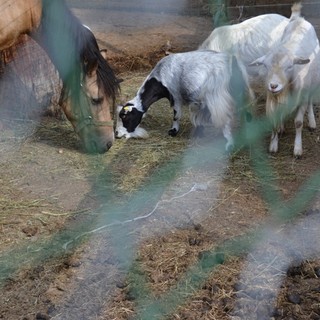 Sanremo: gli animali di San Romolo scrivono in una lettera "Ridateci gli operai che venivano tutti i giorni a pulire" Sanremo: gli animali di San Romolo scrivono in una lettera "Ridateci gli operai che venivano tutti i giorni a pulire"