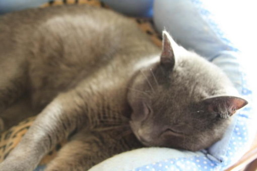 Sanremo: è stato smarrito Leo il gattino tipo certosino. Si cercano notizie Sanremo: è stato smarrito Leo il gattino tipo certosino. Si cercano notizie